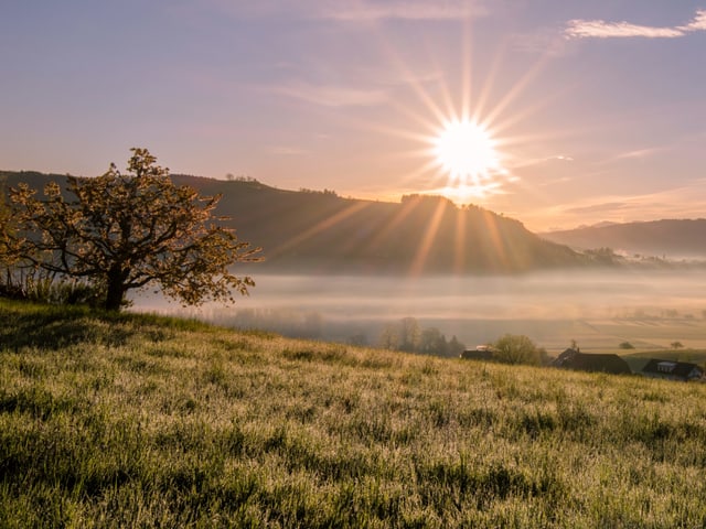 Blick über eine Wiese zum Sonnenaufgang. Im Tal unten liegt Dunst oder etwas Nebel, sonst ist der Himmel fast wolkenlos.