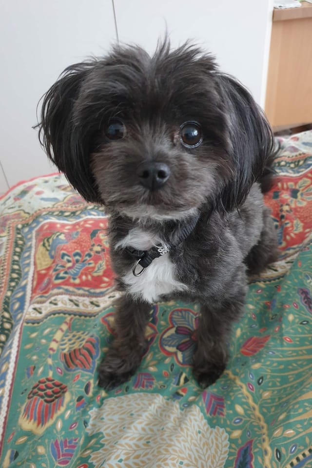 Ein kleiner Hund sitzt auf einer Decke.