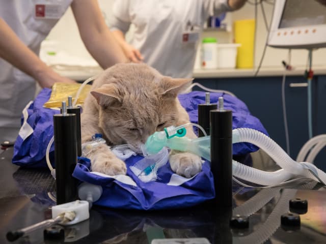 Kater Rocky auf dem Bestrahlungstisch - Schläuche schauen aus seinem Maul. Kater Rocky auf dem Bestrahlungstisch - Schläuche schauen aus seinem Maul.