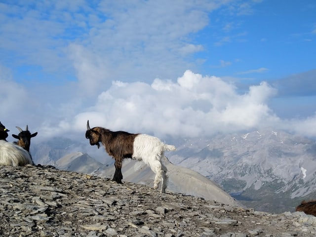 Ziegen in den Bergen