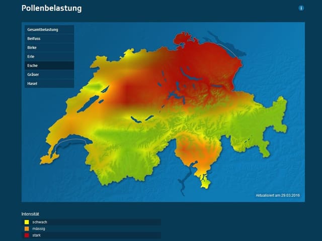 Eine eingefärbte Schweizerkarte. In der Ostschweiz und im Tessin besteht bereits eine gewisse Eschenpollenbelastung. Eine eingefärbte Schweizerkarte. In der Ostschweiz und im Tessin besteht bereits eine gewisse Eschenpollenbelastung.