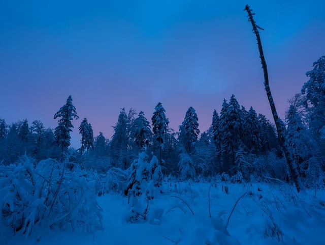 Dämmerung in blauem Licht mit verschneiten Tannen