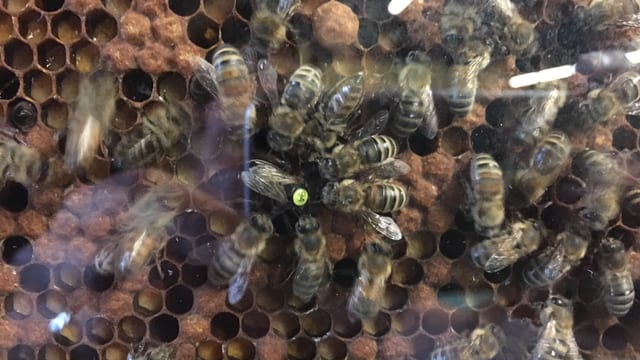 Ein Haufen bienen fliegt herum bei ihrer Wabe. Sie schlagen wild mit den Flügeln. Ein Haufen bienen fliegt herum bei ihrer Wabe. Sie schlagen wild mit den Flügeln.