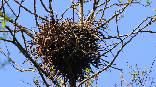 Nahaufnahme eines Krähennests im Baum Nahaufnahme eines Krähennests im Baum