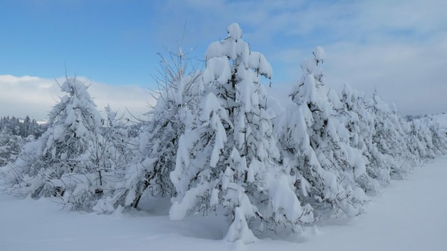 Obstbäume mit viel Schnee.