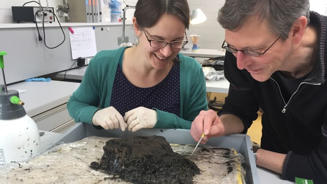Mitarbeiter der Kantonsarchäologie untersuchen die Erdblöcke, welche die Taucher aus dem Greifensee gehoben haben. Mitarbeiter der Kantonsarchäologie untersuchen die Erdblöcke, welche die Taucher aus dem Greifensee gehoben haben.