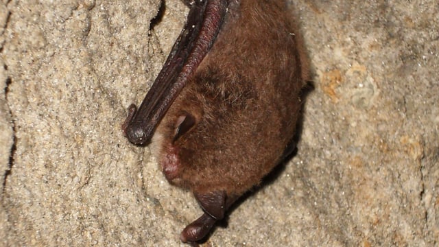 Wasserfledermaus Wasserfledermaus