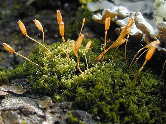 Moos mit gelben Blüten an schlanken Stengeln. Moos mit gelben Blüten an schlanken Stengeln.