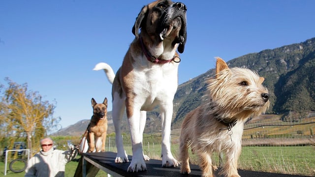 Hundekurs Obligatorium im Kanton Glarus Hundekurs Obligatorium im Kanton Glarus