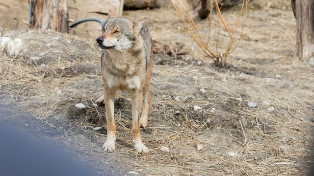 Ein Wolf Ein Wolf