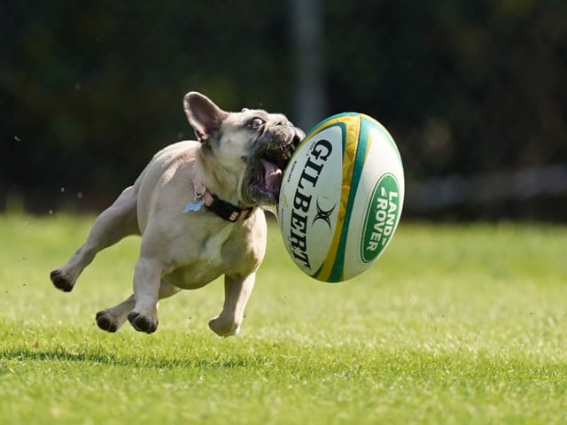 Immerhin diese französische Bulldogge hat noch ihren Spass: Weil die aktuelle Super-Ruby-Runde abgesagt werden musste, bleibt Raum für tierisches Vergnügen.