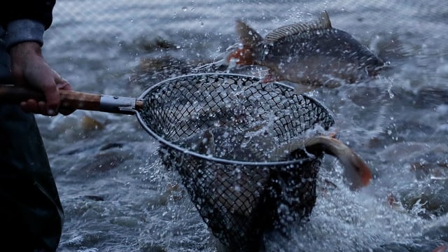 Im Aargau droht Fangverbot für Äsche