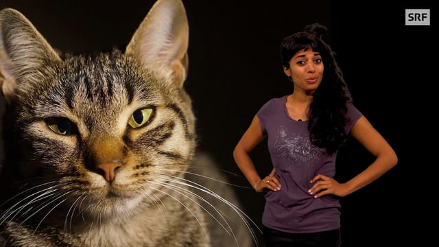 Video «Wie wurde die Katze zum Haustier? | Clip und klar! - Dein Erklärvideo» abspielen Video «Wie wurde die Katze zum Haustier? | Clip und klar! - Dein Erklärvideo» abspielen