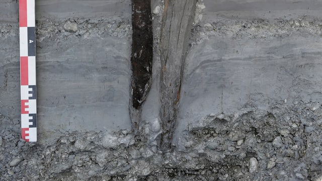 Ein Querschnitt des Untergrunds zeigt zwei gut erhaltene Hauspfähle aus Holz. Daneben steht ein Meter, der die Grössenverhältnisse deutlich macht. Ein Querschnitt des Untergrunds zeigt zwei gut erhaltene Hauspfähle aus Holz. Daneben steht ein Meter, der die Grössenverhältnisse deutlich macht.