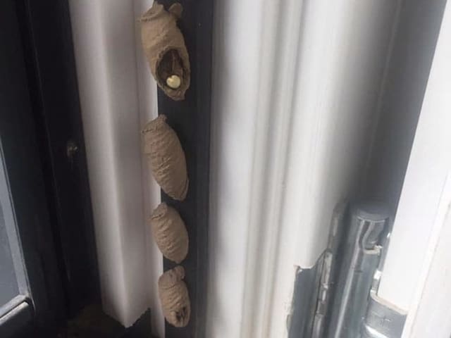 Wespennester im Fensterrahmen