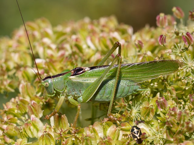 Eine grüne, grosse Heuschrecke steht in einem Blumenfeld. Sie hat sehr lange Fühler. Eine grüne, grosse Heuschrecke steht in einem Blumenfeld. Sie hat sehr lange Fühler.