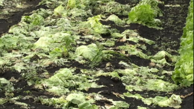 Verfaulte Salatblätter auf einem Salatfeld Verfaulte Salatblätter auf einem Salatfeld