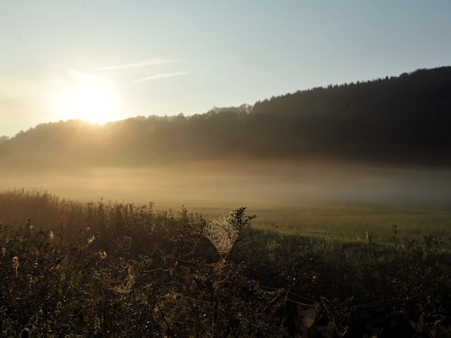 Sonnenaufgang, Nebel, Spinnennetz Sonnenaufgang, Nebel, Spinnennetz