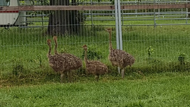 Kleine Strausse Kleine Strausse