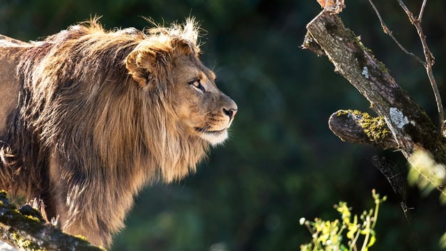 Seit kurzem leben im Walter Zoo wieder Löwen. Seit kurzem leben im Walter Zoo wieder Löwen.