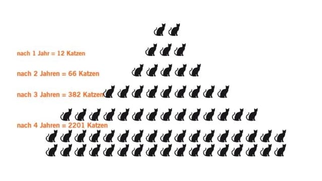 Pyramide zeigt die Vermehrung von Katzen Pyramide zeigt die Vermehrung von Katzen