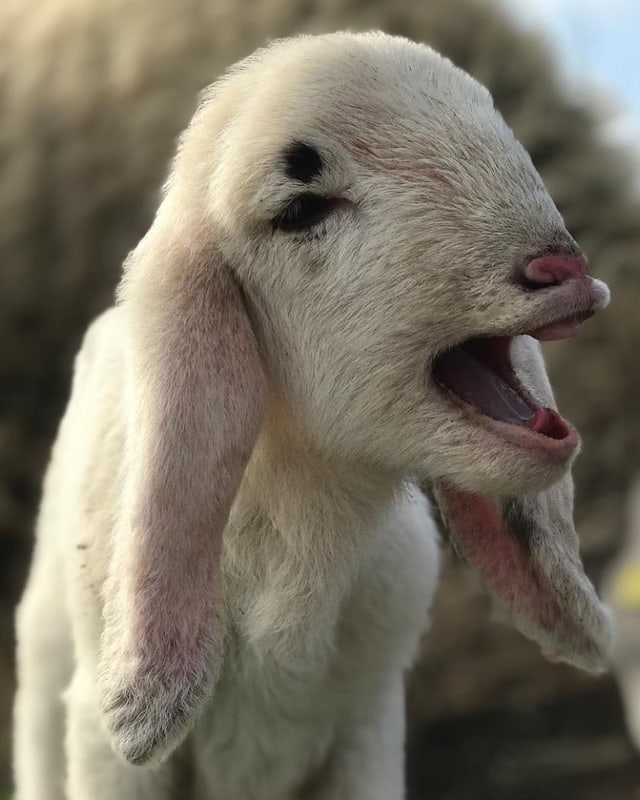 Das neugeborene Lamm mäht Das neugeborene Lamm mäht