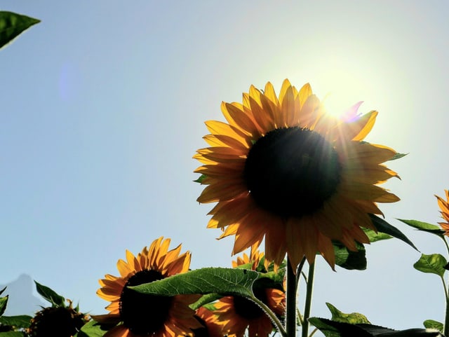 Sonnenblume verdeckt Sonne.