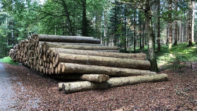 Holzstämme ohne Rinde liegen in einem Wald bereit. Holzstämme ohne Rinde liegen in einem Wald bereit.