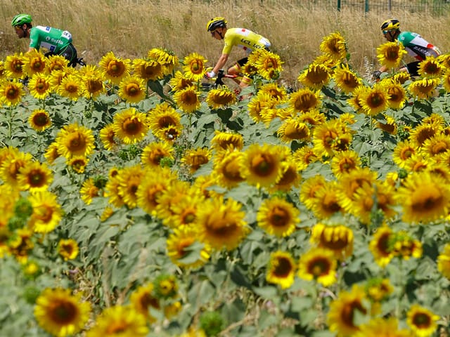 Fahrer hinter Sonnenblumenfeld