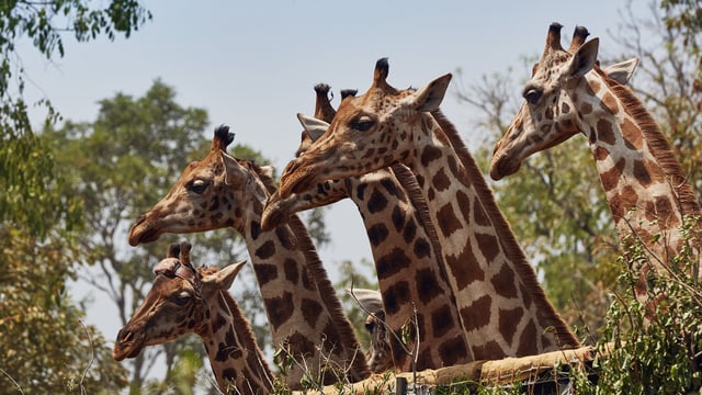 Video «Giraffen - Freundliche Giganten in Gefahr» abspielen Video «Giraffen - Freundliche Giganten in Gefahr» abspielen