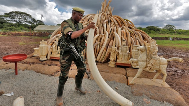 «Jagdbanden jagen Elefanten mit modernsten Geräten und Helikoptern»