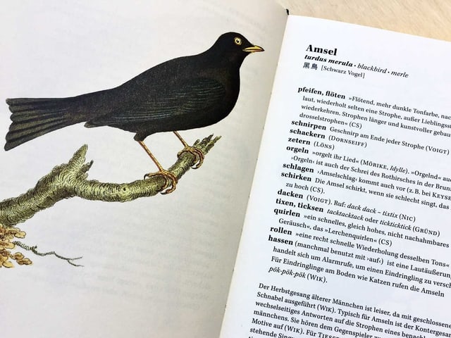 Ein aufgeschlagenes Buch. Links ist eine Illustration eines Vogels, rechts ein Text. Ein aufgeschlagenes Buch. Links ist eine Illustration eines Vogels, rechts ein Text.