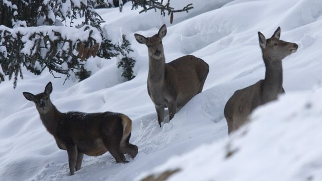 Drei Hirschkühe auf Futtersuche im Schnee Drei Hirschkühe auf Futtersuche im Schnee