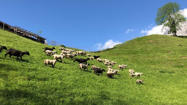 Schafherde auf der Weide Schafherde auf der Weide