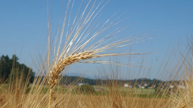 Hitze über einem Kornfeld bei wolkenlosem Himmel. Hitze über einem Kornfeld bei wolkenlosem Himmel.