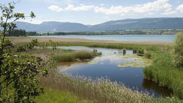 Blick auf Ufer mit Schilf am Neuenburgersee Blick auf Ufer mit Schilf am Neuenburgersee