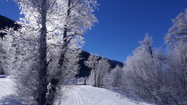 Verschneite Loipe im Goms. Verschneite Loipe im Goms.