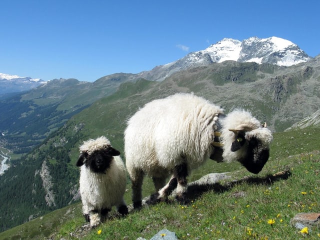 Das Schwarznasenschaf. Das Schwarznasenschaf.
