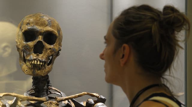 Eine Ausstellungsbesucherin vor einer Vitrine mit der Rekonstruktion eines Neandertaler-Skelettes in Dresden. Eine Ausstellungsbesucherin vor einer Vitrine mit der Rekonstruktion eines Neandertaler-Skelettes in Dresden.