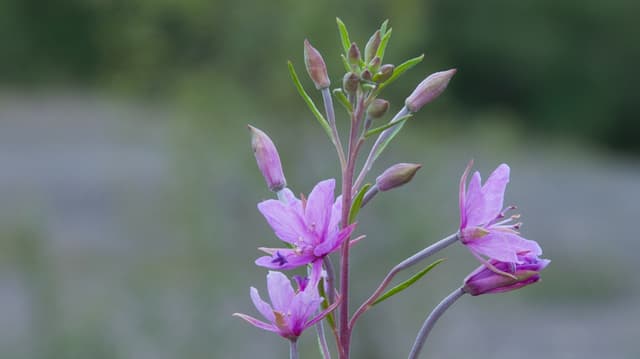 Rosmarinblättriges Weidenröschen: Lila Blume