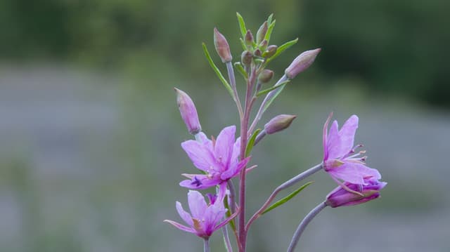 Rosmarinblättriges Weidenröschen: Lila Blume Rosmarinblättriges Weidenröschen: Lila Blume