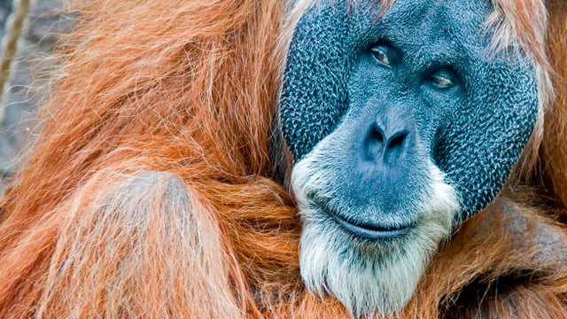 Nahaufnahme eines Orang-Utans. Nahaufnahme eines Orang-Utans.