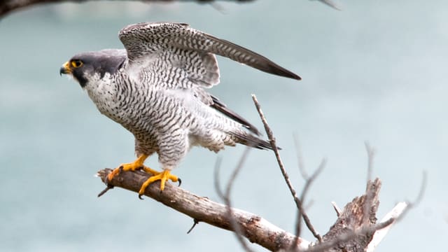 Der Wanderfalke: verschwindender Zeuge einer wahrhaft wilden Natur. Der Wanderfalke: verschwindender Zeuge einer wahrhaft wilden Natur.