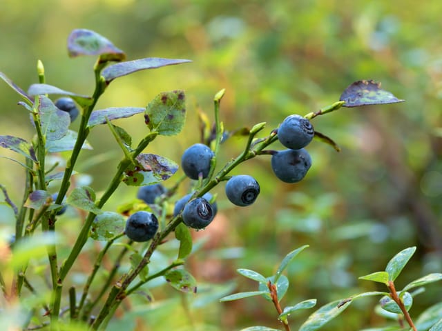 Goji, Heidelbeere und Co. - So geheimnisvoll ist heimisches Wildobst - News - SRF