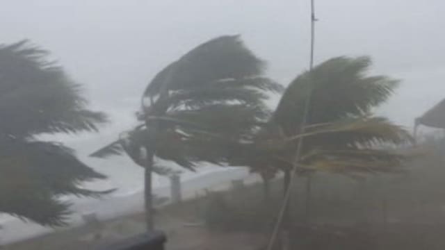 Palmen biegen sich im Sturm Palmen biegen sich im Sturm
