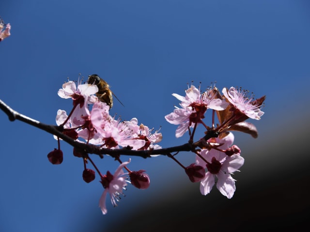 Biene auf rosaroter Blüte Biene auf rosaroter Blüte