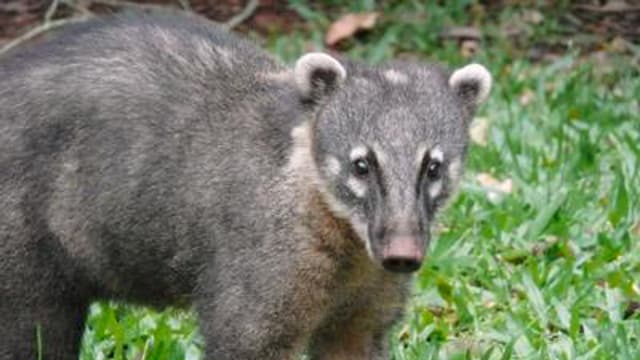 Coatis – Die Bären mit den frechen Nasen Coatis – Die Bären mit den frechen Nasen