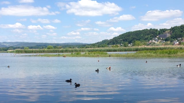 See mit Enten. See mit Enten.