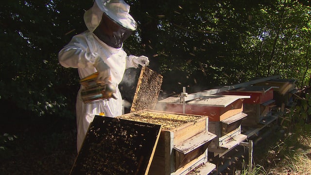 Pestizide – unheimlich wirksam: Das Leiden der Bienen (2/3) Pestizide – unheimlich wirksam: Das Leiden der Bienen (2/3)