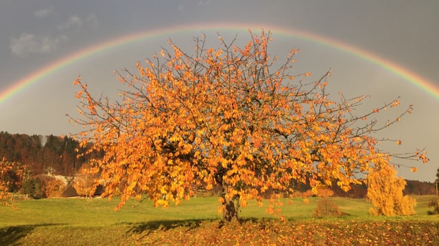 Goldener Laubbaum mit farbigem Regenbogen. Goldener Laubbaum mit farbigem Regenbogen.